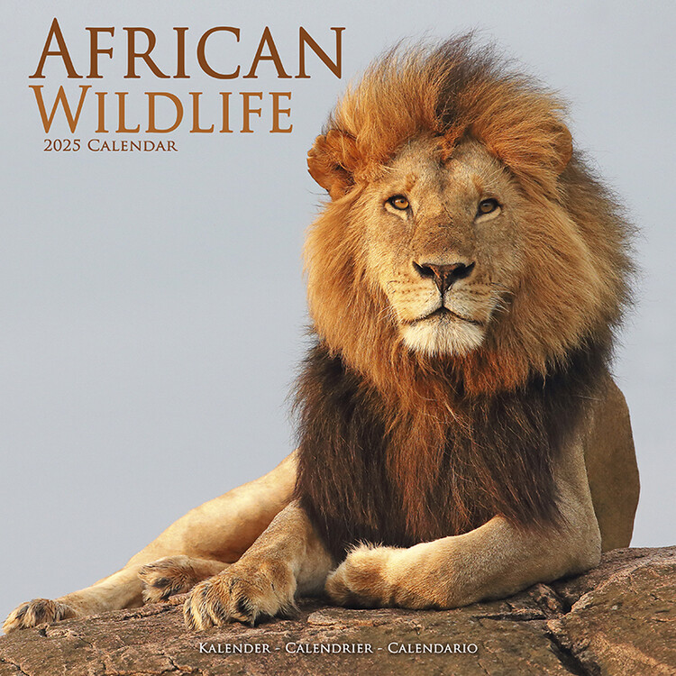 Kalender 2027 African Wildlife