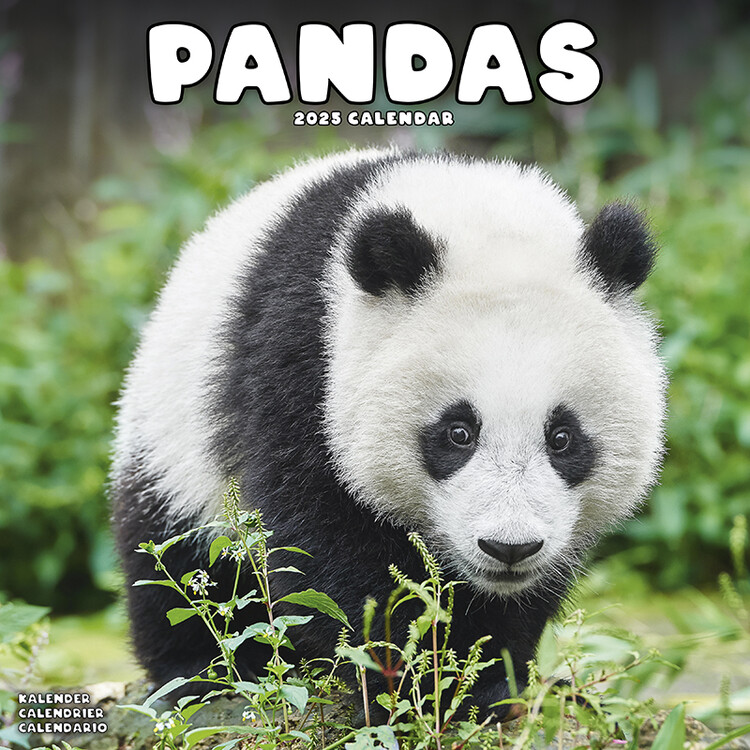 Naptár 2027 Pandas