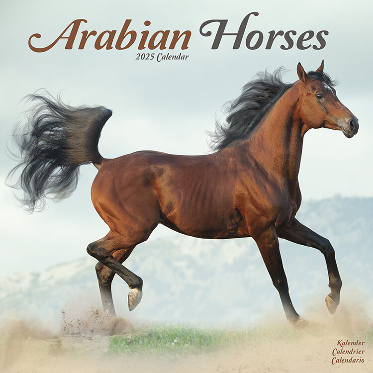 Kalender 2027 Arabian Horses