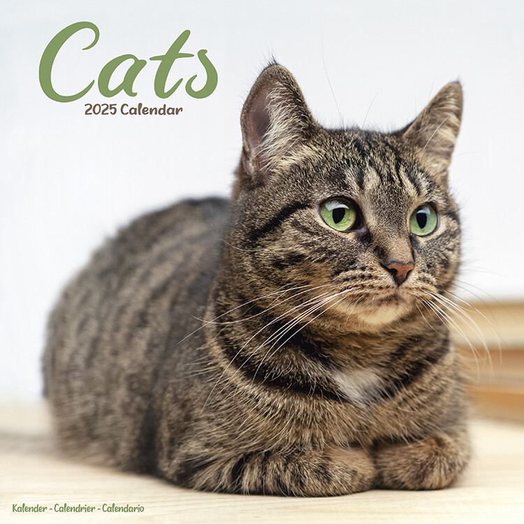 Calendar 2027 Cats
