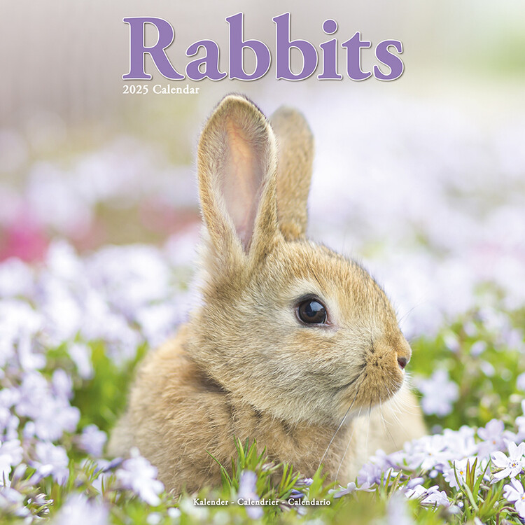 Naptár 2027 Rabbits