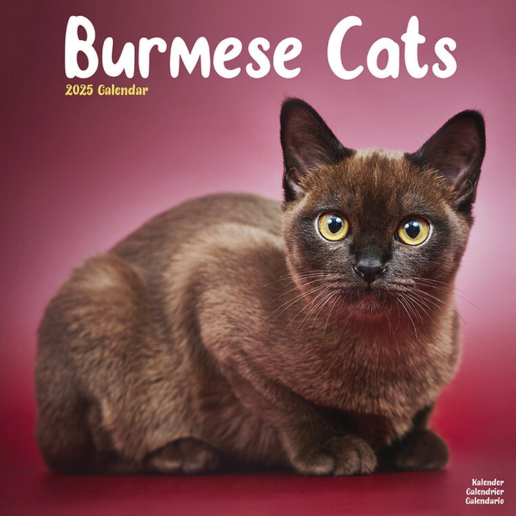 Naptár 2027 Cats - Burmese