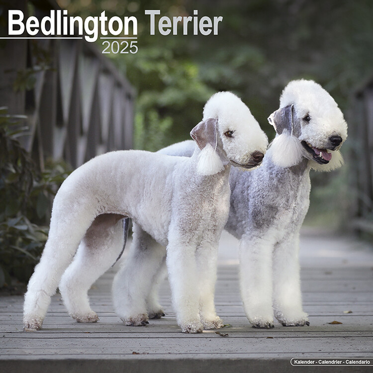 Kalendář 2025 Bedlington Terrier, 30,5 x 30,5 (30,5 x 61) cm