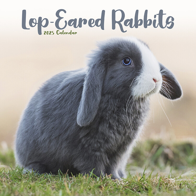 Kalender 2027 Rabbits - Lop Eared