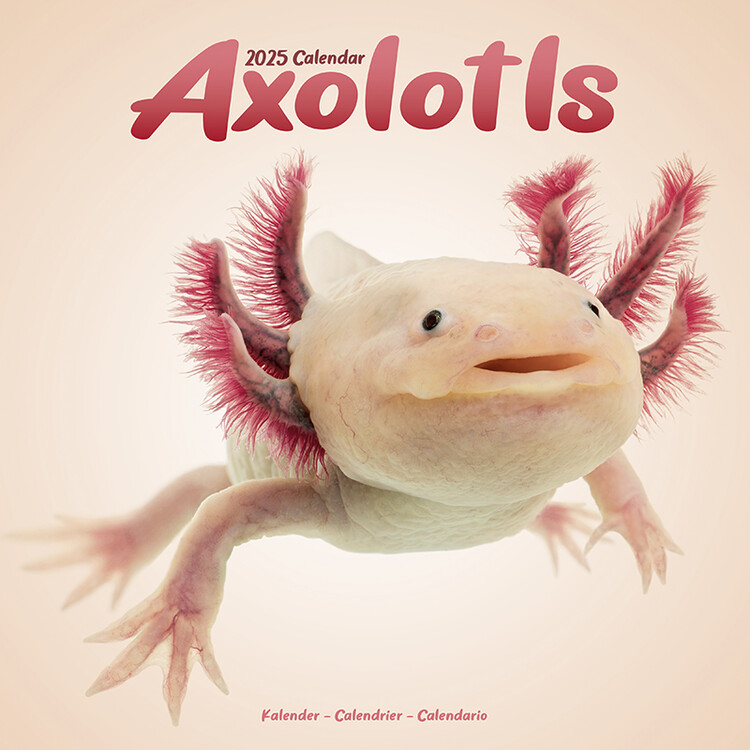 Kalendář 2025 Axolotls, 30,5 x 30,5 (30,5 x 61) cm