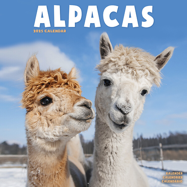 Kalendář 2025 Alpacas, 30,5 x 30,5 (30,5 x 61) cm