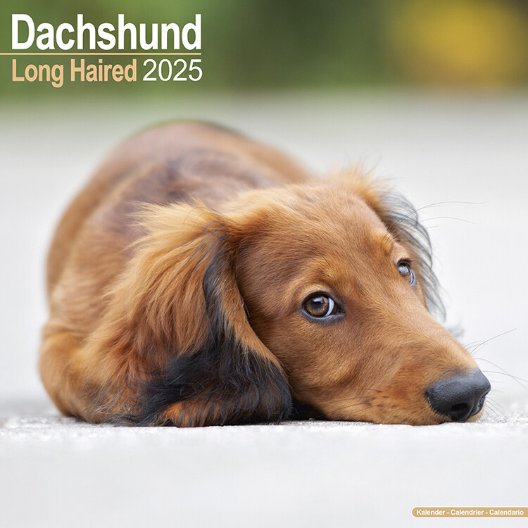 Kalender 2027 Longhaired Dachshund