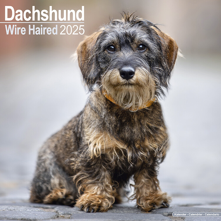 Kalender 2027 Wirehaired Dachshund
