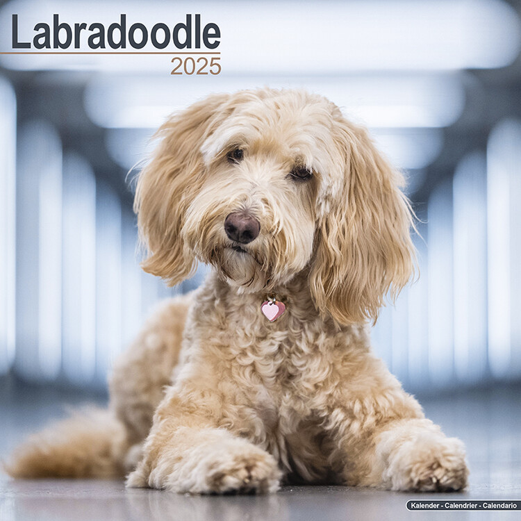 Naptár 2027 Labradoodle