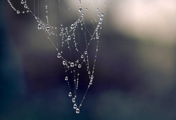 Levně Plakát, Obraz - cobweb, PinkBadger, 40 × 26.7 cm
