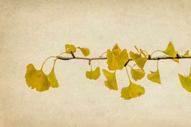 Fotografie Ginkgo biloba branch and leaves in autumn, Vicente Méndez, (40 x 26.7 cm)