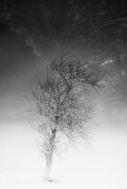 Fotografie the tree and frozen soil in black and white, Alessandro Pianalto, 26.7x40 cm