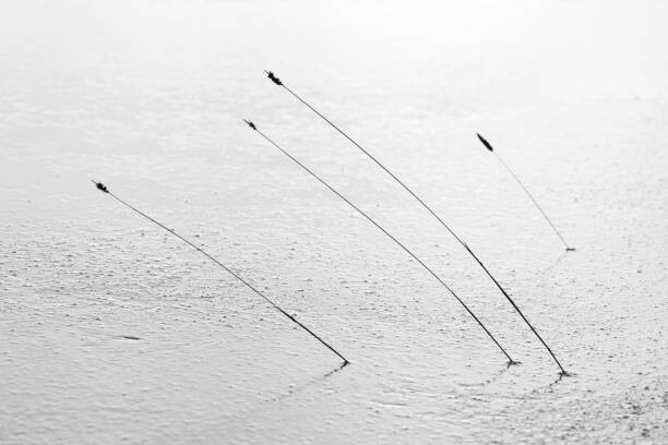 Fotografie Four reeds poking through the ice, Nick Fitzhardinge, 40x26.7 cm