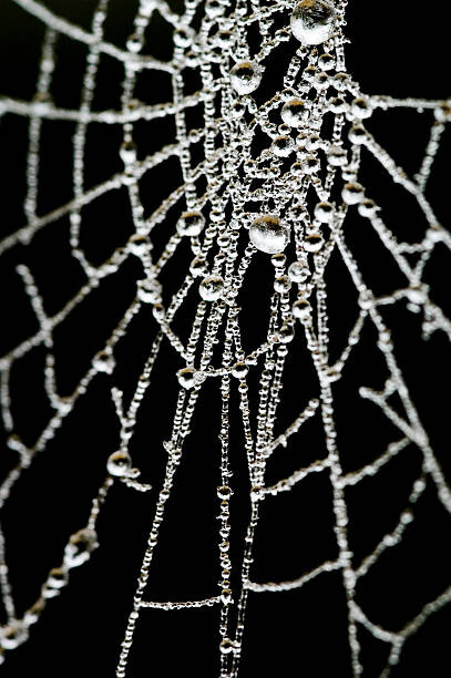 Fotografie Spider Web, samveitch, 26.7x40 cm