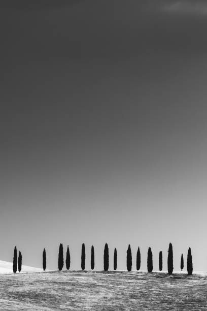 Levně Plakát, Obraz - Cypress Trees, Tuscany, StephenBridger, 26.7 × 40 cm