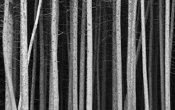 Fotografie Black and White Pine Tree Trunks Background, ImagineGolf, 40x24.6 cm