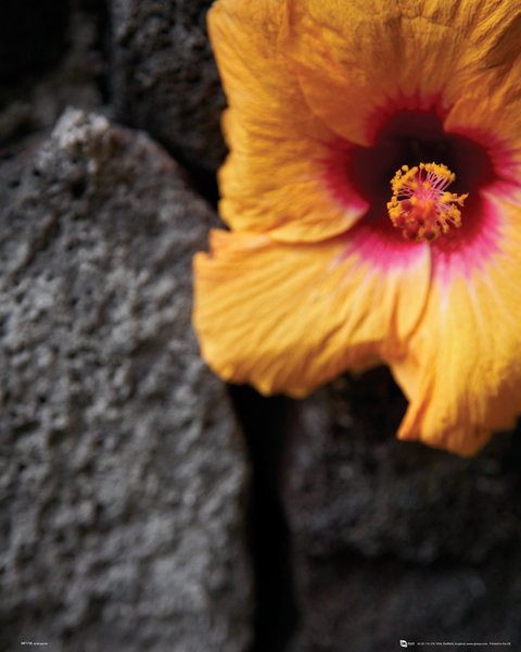 Poster Fiori - Stone Wall