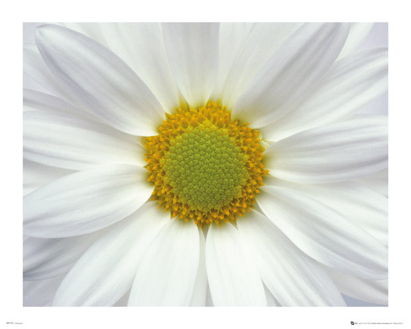 Poster Blumen - Gänseblümchen 2