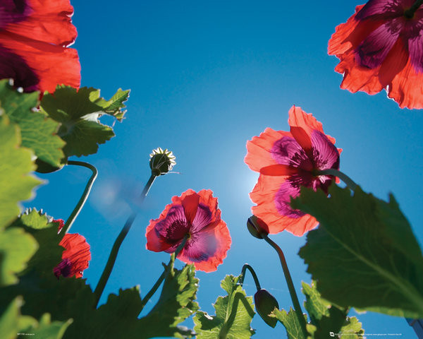 Poster Blumen - Mohn
