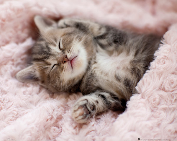 Poster Kitten - Sleeping