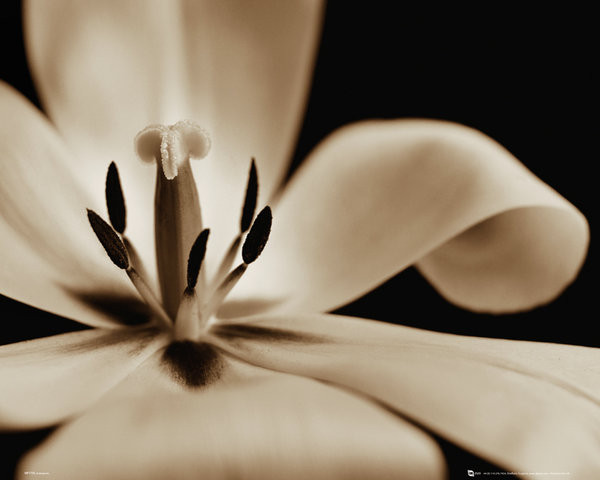 Poster Bloemen - tulp