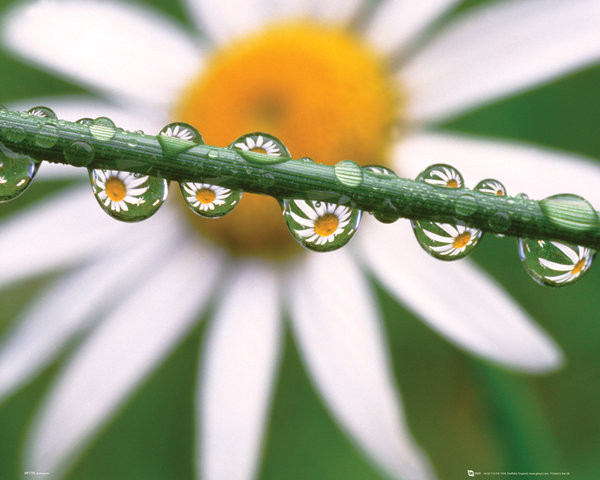 Poster Flowers - Daisy Dew