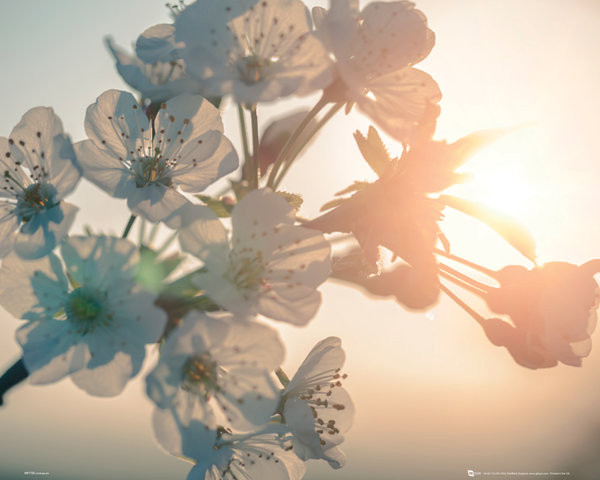 Póster Flor - Sol