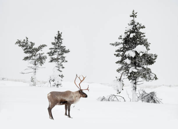 Fotografie Reindeer standing in snowy winter landscape, RelaxFoto.de, 40x30 cm