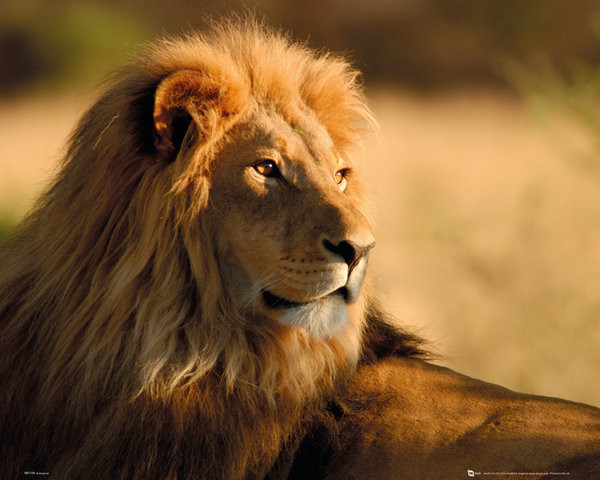 Póster León