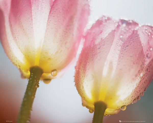 Poster Blumen - Tulpe 2