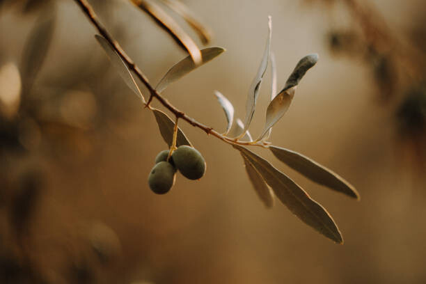 Fotografie Olivenbäume Olivenplantage in der Toscana Italien, Tabitha Arn, 40x26.7 cm