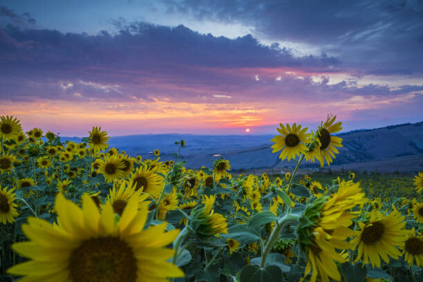 Fotografie Beautiful landscape with sunflowers, Guido Cozzi/Atlantide Phototravel, 40x26.7 cm