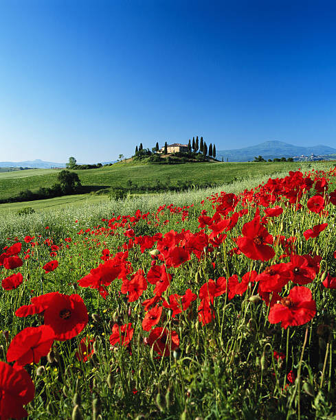 Levně Plakát, Obraz - Italy, Tuscany, Val d'Orcia, farmhouse on, David C Tomlinson, 30 × 40 cm