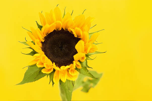 Fotografie Sunflower, Dizzy, 40x26.7 cm
