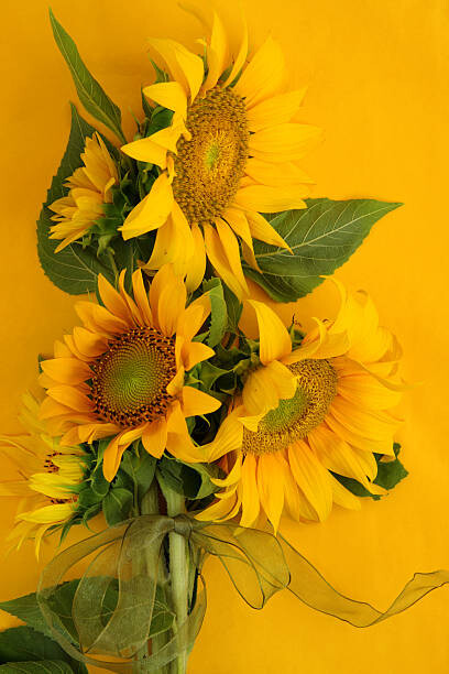 Levně Plakát, Obraz - Sunflowers on Yellow, Kathryn8, 26.7 × 40 cm