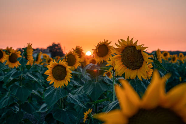 Levně Plakát, Obraz - Sunflower field at beautiful sunset., wilatlak villette, 40 × 26.7 cm