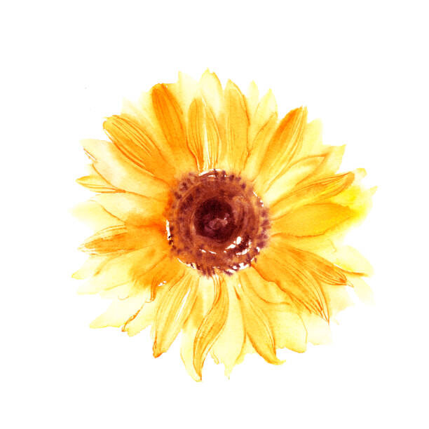 Fotografie Hand drawn watercolorsunflower in yellow color, bokasin, 40x40 cm