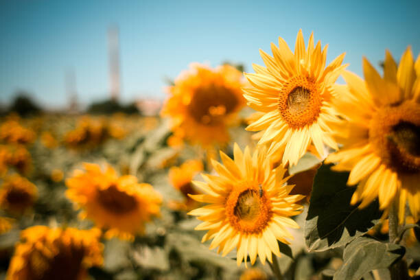 Fotografie Close-up of sunflowers on field against, Andrean Taufik / 500px, 40x26.7 cm