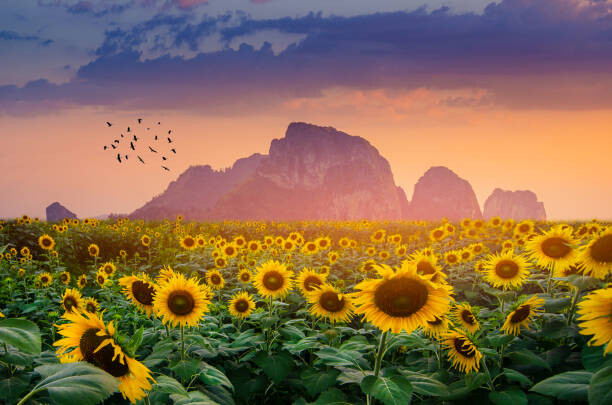 Fotografie Sunflower field with the evening sun, sarayut Thaneerat, 40x26.7 cm
