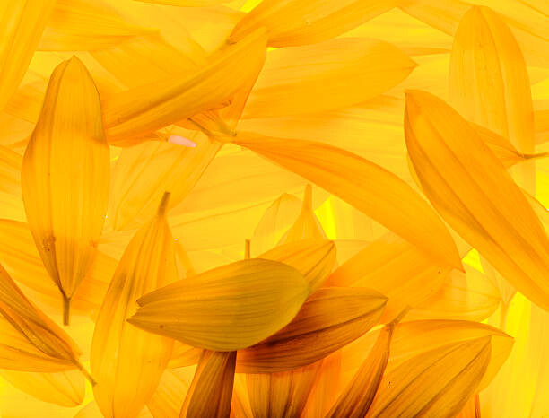 Fotografie Sunflower petals, vkbhat, 40x30 cm