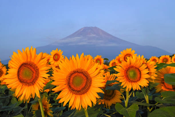 Fotografie Fuji and sunflower, I love Photo and Apple., 40x26.7 cm