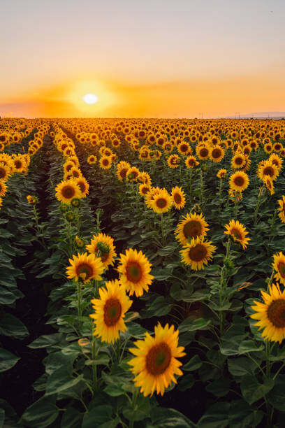 Fotografie Sunflower field, Olga Rolenko, 26.7x40 cm