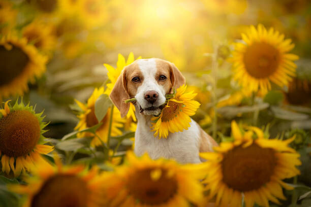 Fotografie Beagle in sunflower field, Iwona Wojtowicz / 500px, 40x26.7 cm