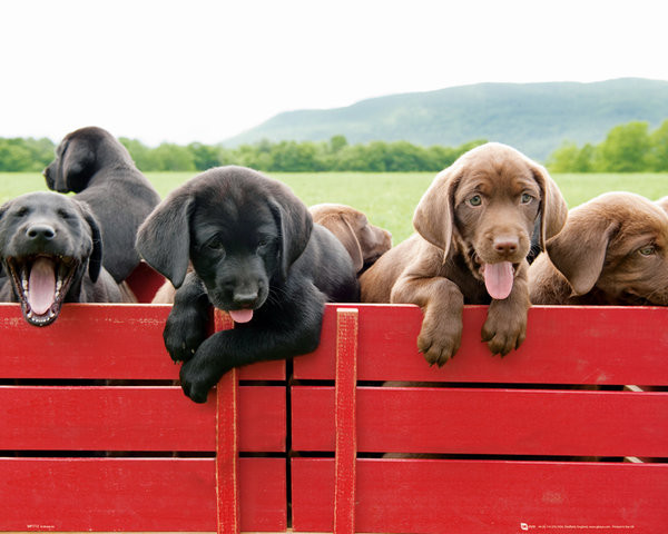 Poster Puppy - Red Wagon