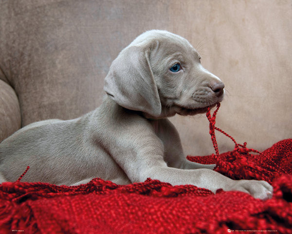 Poster Welpe - Red Blanket