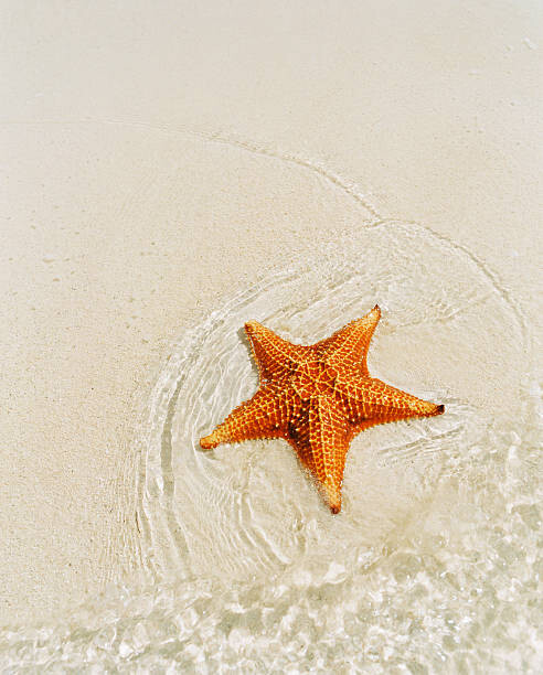 Fotografie Orange starfish on sandy seashore, high angle view, Catherine Ledner, 30x40 cm