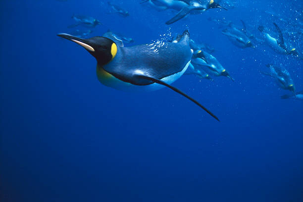 Levně Plakát, Obraz - KING PENGUIN SWIMMING, OTHERS IN BACKGROUND, Kevin Schafer, 40 × 26.7 cm