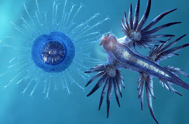 Fotografie sea slug: glaucus atlanticus  eating, Oxford Scientific, 40x26.7 cm