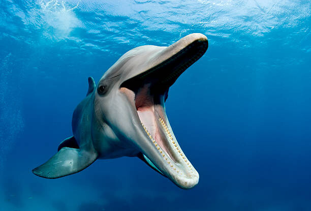 Fotografie Atlantic bottlenose dolphin, Tursiops truncatus, Stephen Frink, 40x26.7 cm
