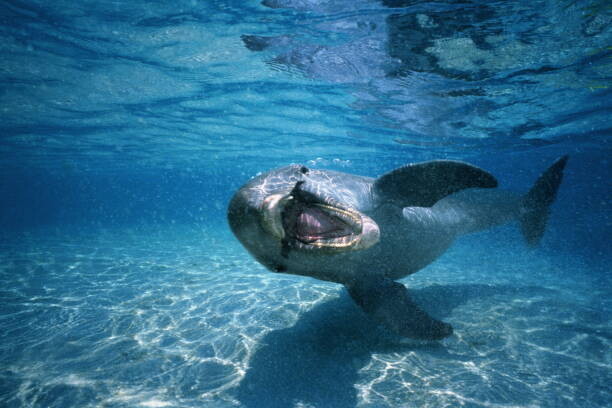 Levně Plakát, Obraz - Bottle-nosed dolphin ,Honduras,underwater view, Stuart Westmorland, 40 × 26.7 cm